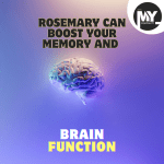 Rosemary Can Boost Your Memory and Brain Function